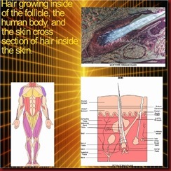 Anatomy of the hair follicle, body, and hair shaft from the skin (2) (640x640) (580x580)