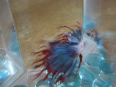 betta splenden