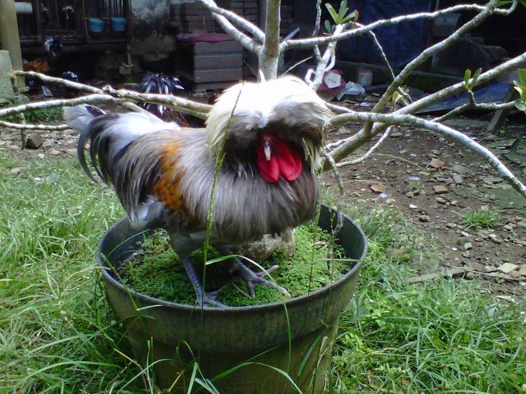 ternak ayam potong kemitraan