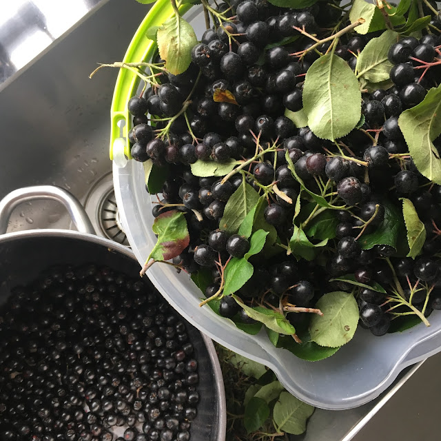 Lett som en plett å plukke aronia! Foto: Ellen Dyb Wedeld