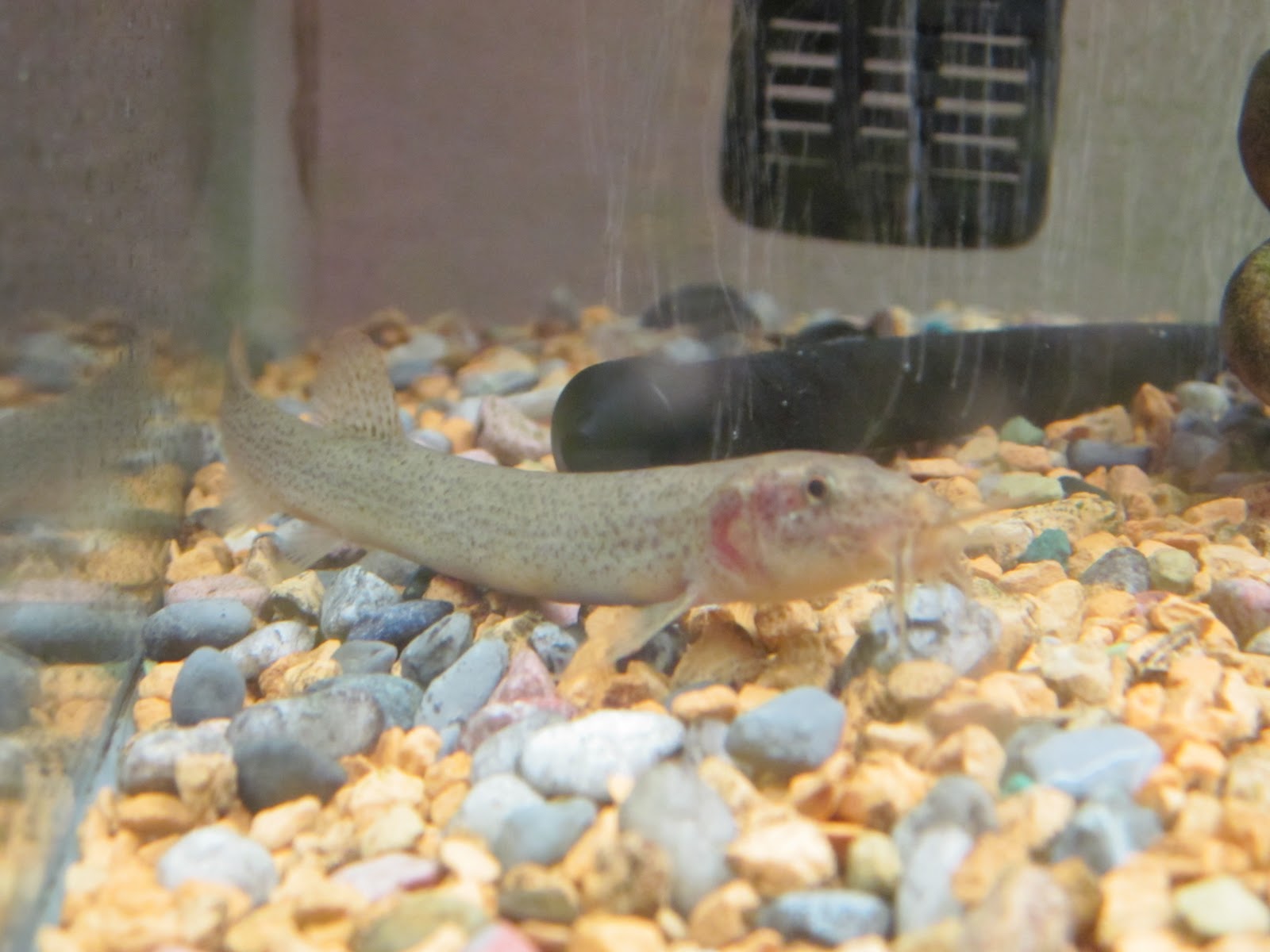アクアリウム奮闘記 魚と共に 我が家の魚紹介 アカハライモリと淡水魚編