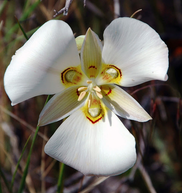 sego lily