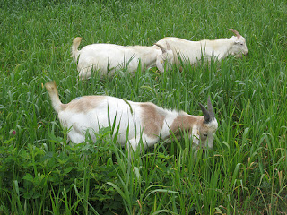 grazing pearl millet