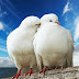 Why birds Pigeons used Symbol Love