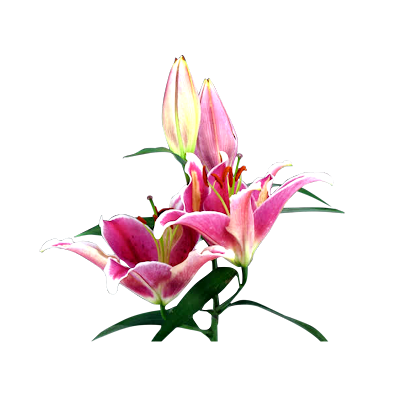 Lily-flower-new-png-images-download-images-for-flower-png