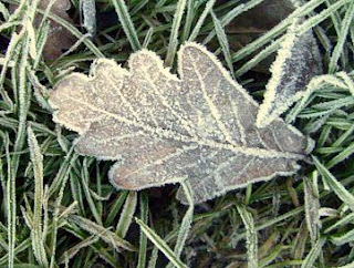 frosty oak leaf