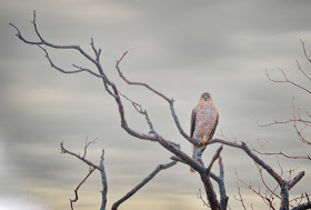 Adult Cooper's hawk.