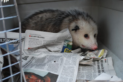 An opossum in a cage.