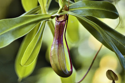 PITCHER PLANT