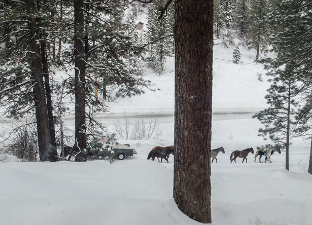 Horses in the yard (7 of 7)