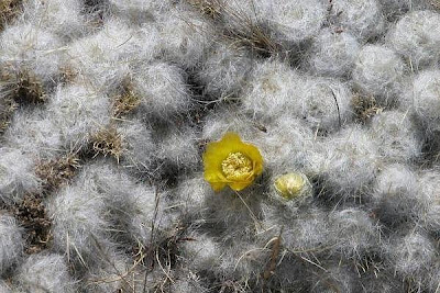 sea of cactus wool