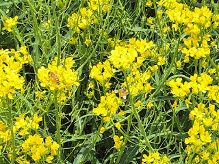 【20190421】菜の花とミツバチ