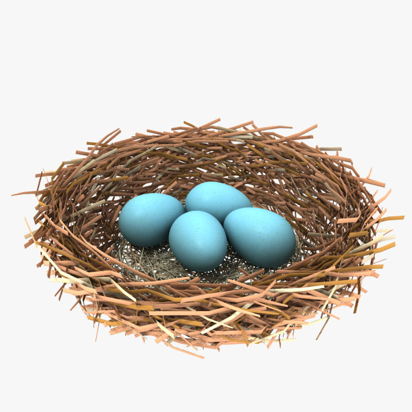 Pictures Of Birds Nest With Eggs