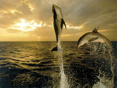 dolphin wallpaper