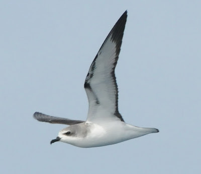 Cook's Petrel (Pterodroma cookii)