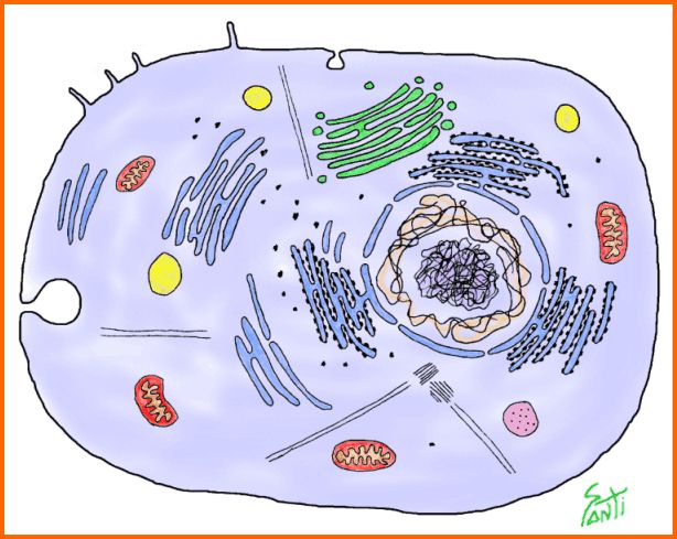 celula vegetal y sus partes. celula animal y sus partes