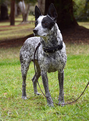 Ranger the heeler