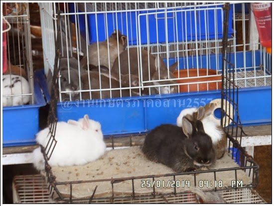 'งานเกษตรภาคอีสาน ขอนแก่น 2557