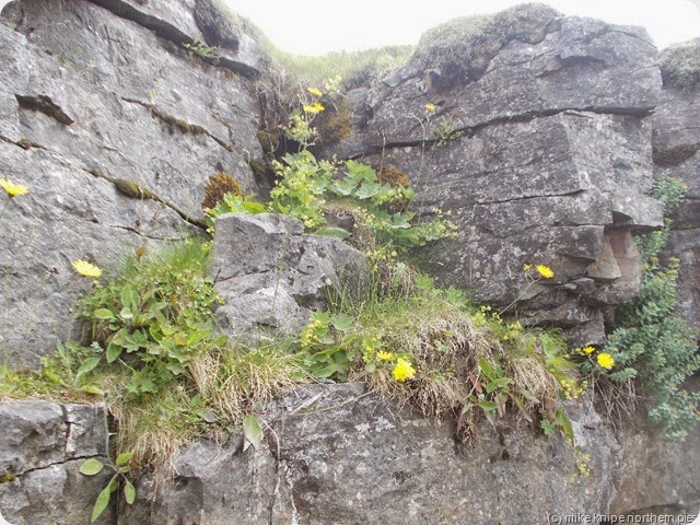 DSCN1704
