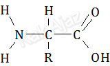Rumus struktur asam amino