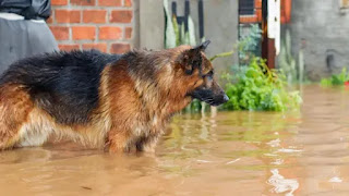 Mais de 29 mil animais morreram