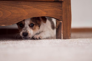 Ayudar a tu perro a superar el miedo a los extraños