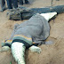 Villagers Cut Open A Croccodile After It Swallowed An 8-Year-Old Boy In Zimbabwe - Photos