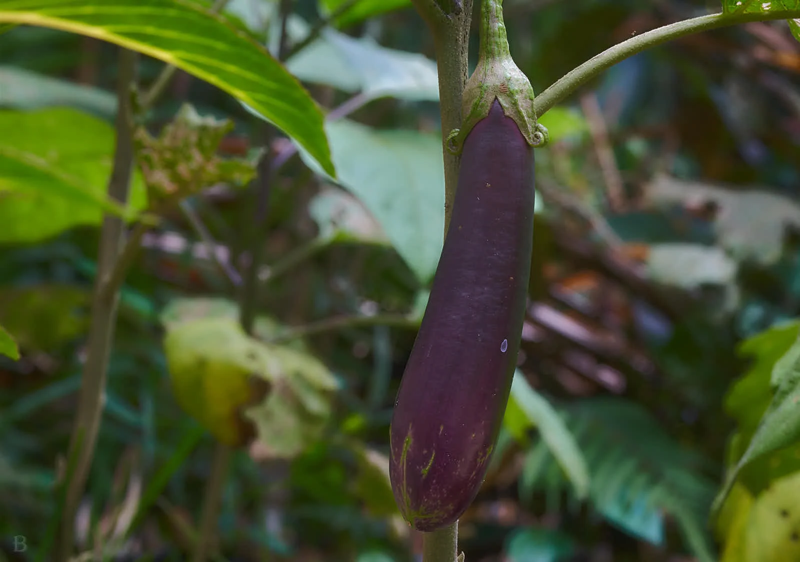 Growing your own is a classical gas!      The Life And Times Of Brian Waddington