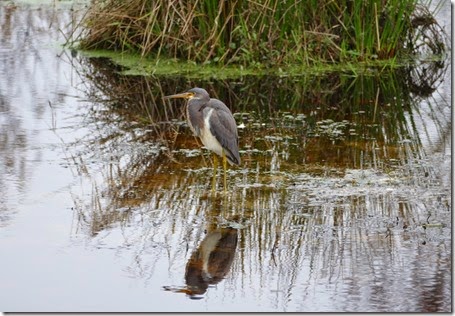 Reddick_paynes_prairie_cdt_tri_color-heron