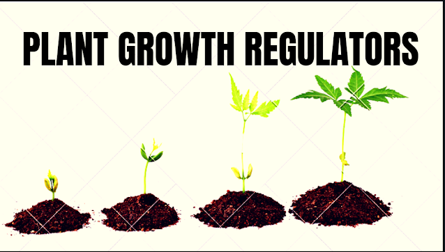 what do plant growth regulators do  types of plant growth regulators  plant growth regulators wikipedia  plant growth regulators slideshare  plant growth regulators pdf  plant growth regulators list  plant growth regulators journal  plant growth regulators in hindi  plant growth regulators in agriculture and horticulture  natural plant growth regulators