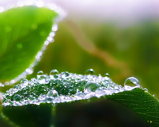 Drops on Leaf wallpaper