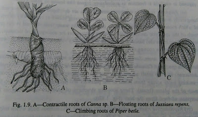 Roots: modified roots and functions of root-digieduco