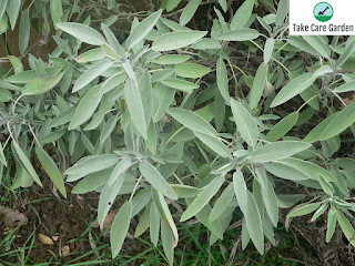 Sage (Salvia officinalis) - The Herb Society of America