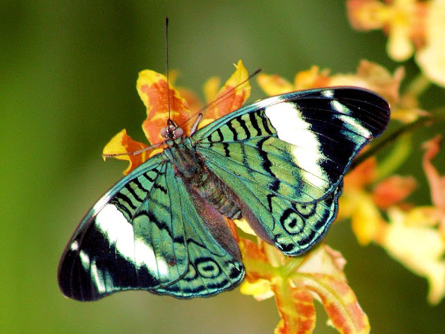 butterfly picture