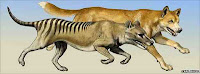 http://sciencythoughts.blogspot.co.uk/2012/05/what-killed-australian-thylacine.html