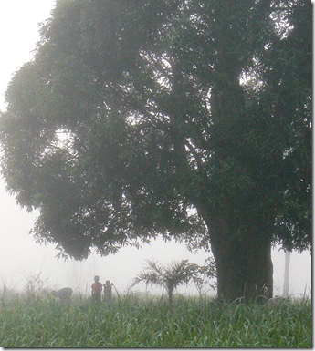 children picking mangoes, Lubondai