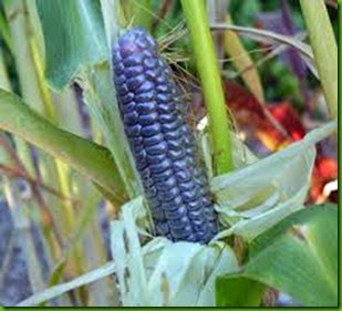Hopi Blue Milho Hopi Blue Milho