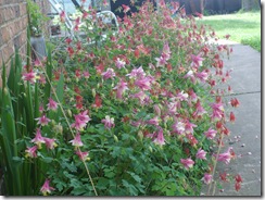 May flowers 001