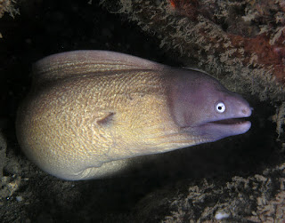 Mengamati Moray Eel Sambil Diving di Pulau Selai, Kepulauan Anambas