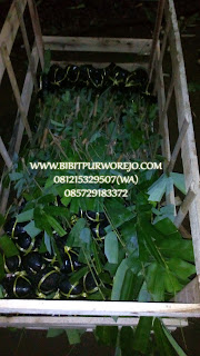 jual bibit bambu apus, jual bibit bambu tali, harga bibit bambu apus, harga bibit bambu tali, jual bibit bambu apus murah, jual bibit bambu tali murah, jual bibit bambu apus unggulan, jual bibit bambu tali unggulan, pembibitan bambu tali, pembibitan bambu apus, bibit bambu apus, bibit bambu tali, bibit bambu apus murah, bibit bambu tali murah, budidaya bibit bambu, budidaya tanaman bambu apus, budidaya bambu apus, fungsi tanaman bambu apus, manfaat bambu apus, manfaat bambu tali, jarak tanam bambu, jarak tanam bambu apus, jarak tanam bambu tali, syarat tumbuh bambu tali, syarat tumbuh bambu apus, jual bibit bambu apus buat proyek, bibit bambu apus unggul di purworejo.