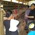 Pemko Gunungsitoli gelar Seminar Manajemen Pemeliharaan Ayam Potong, Ternak Babi dan Ayam Petelur