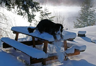 snow and bernese mountain dog 