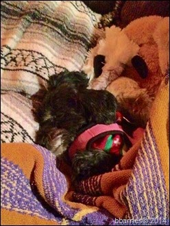 Maggie 12222014