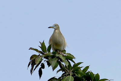 Indian Pond-Heron