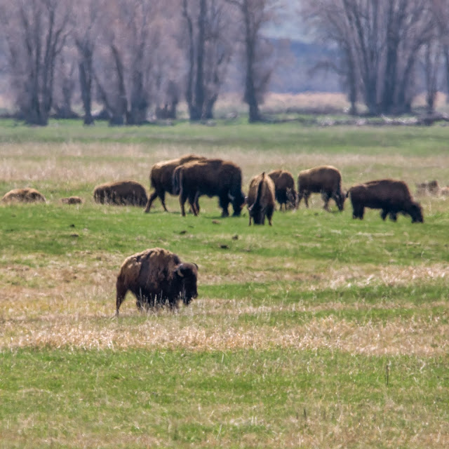 Bison Herd near Uhl Hill and Elk Ranch Flats at Grand Tetons National Park Wyoming