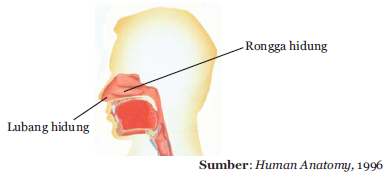 hidung