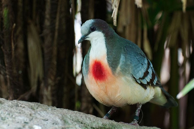 The Luzon bleeding-heart