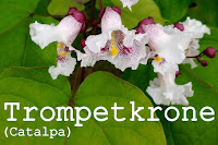 http://kolonihavelivet.blogspot.dk/2015/08/trompetkrone-catalpa-sp.html