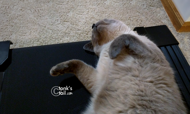 Maxwell rolls over, looking very comfy on the treadmill