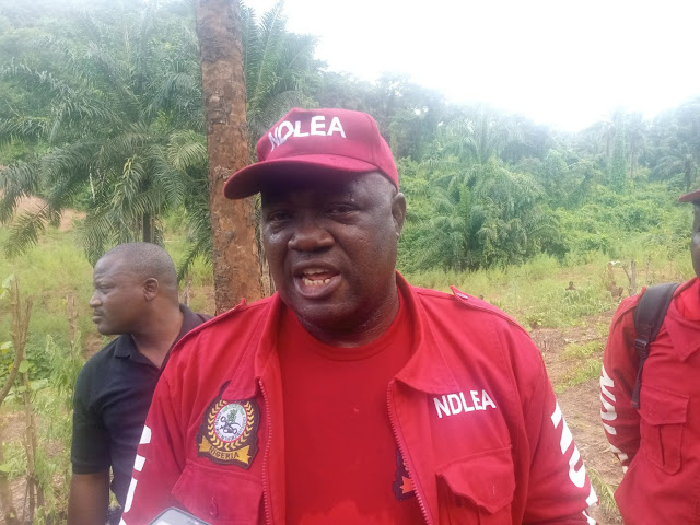 NDLEA destroys cannabis plantation worth over N1.5billionNDLEA destroys cannabis plantation worth over N1.5billion